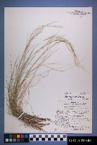 Aristida purpurea var. longiseta image